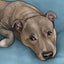 Winston's Wishes Pet Portrait Fundraiser