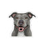 pit bull sticker